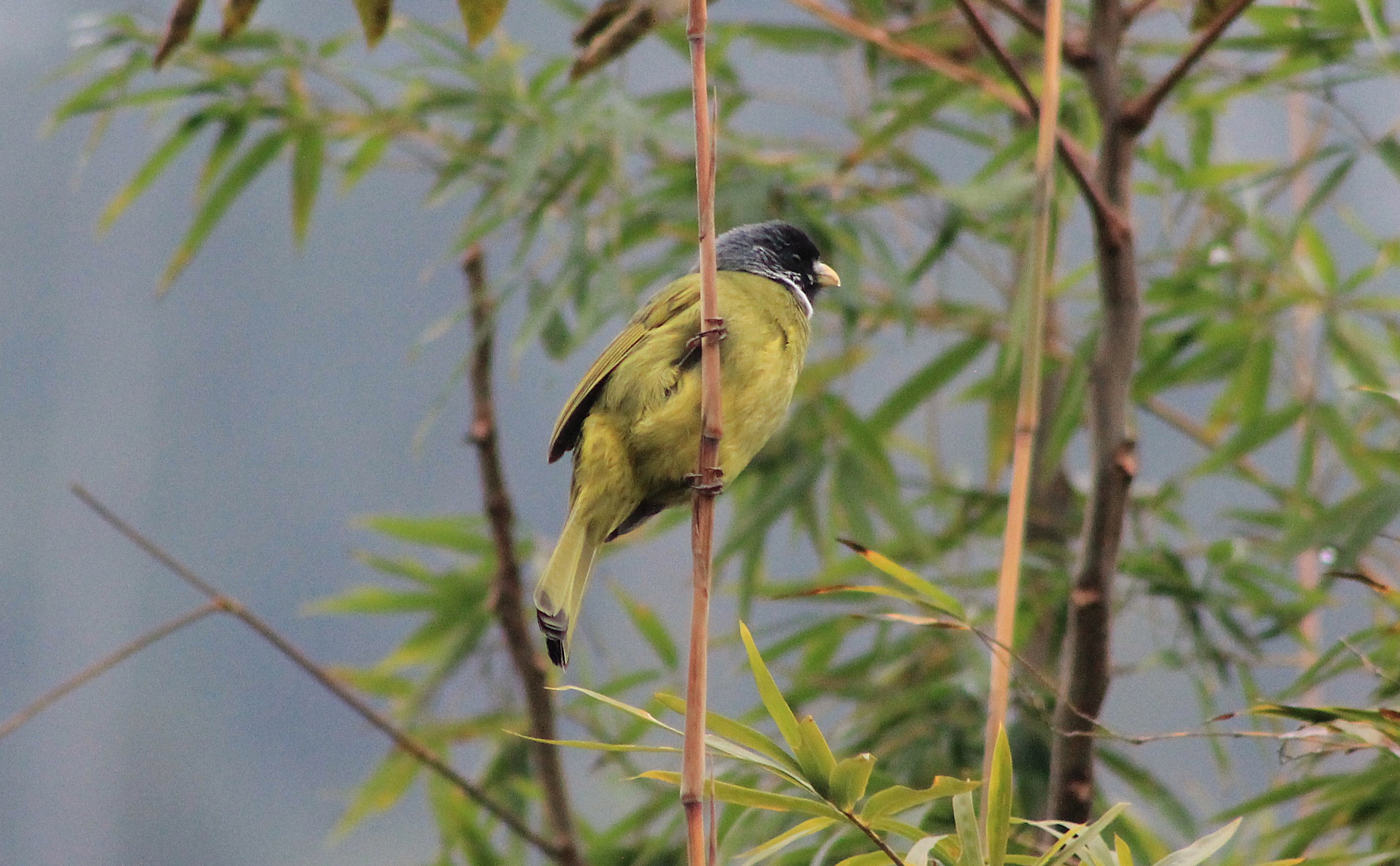 Collared Finchbill (Spizixos semitorques)