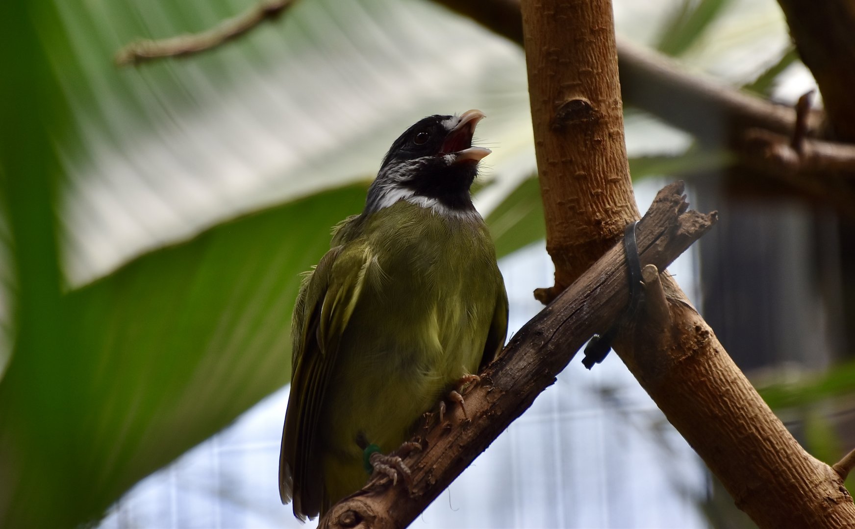 Collared Finchbill (Spizixos semitorques)