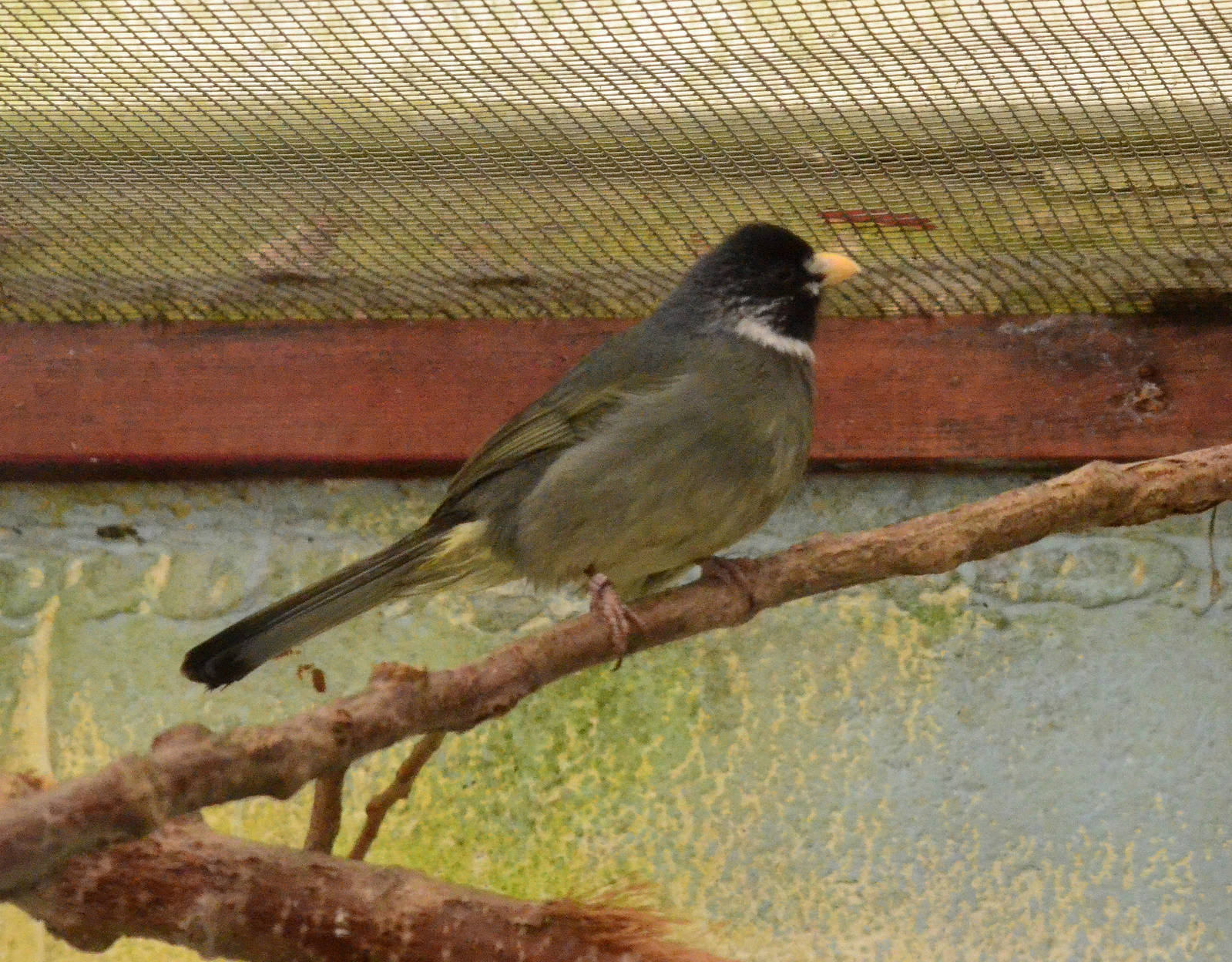 Collared finchbill