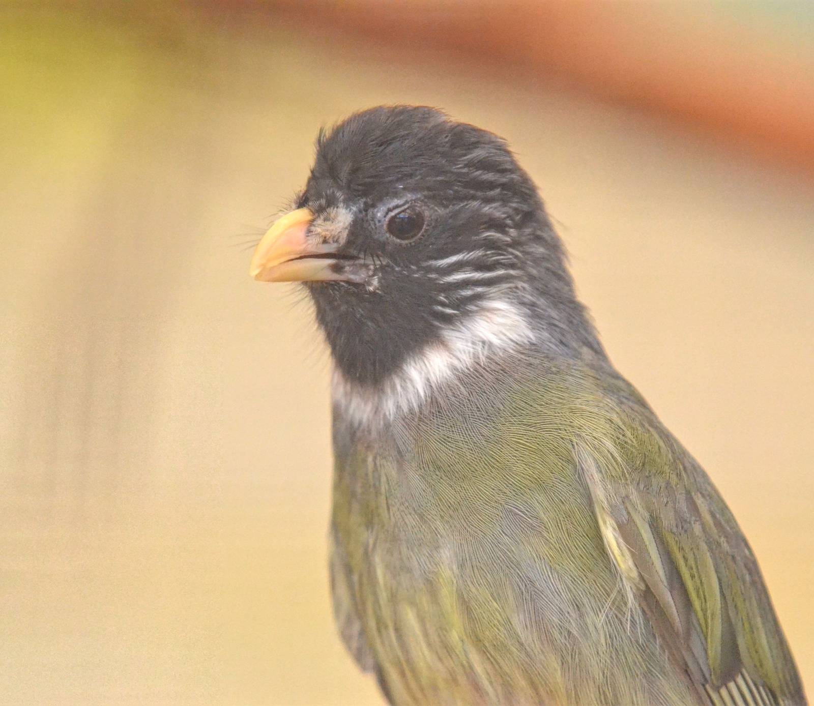 Collared Finchbill