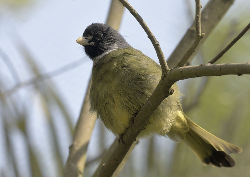 Collared finchbill