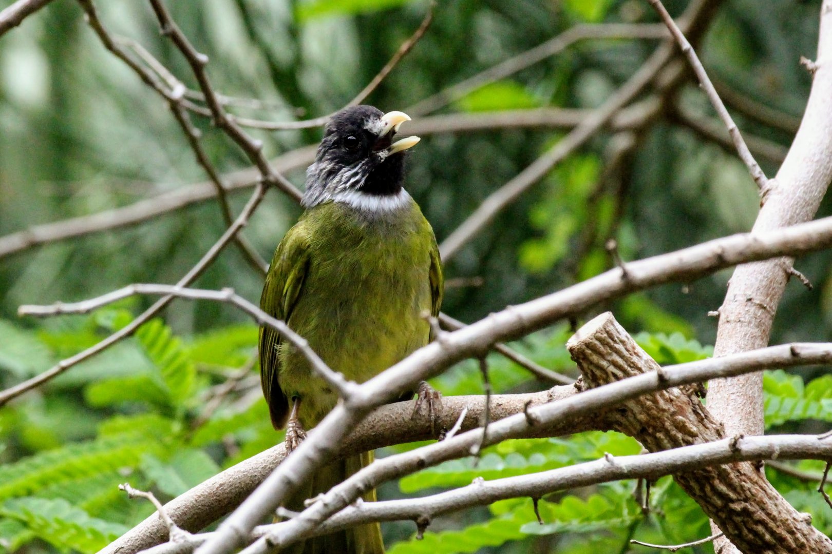 Collared Finchbill