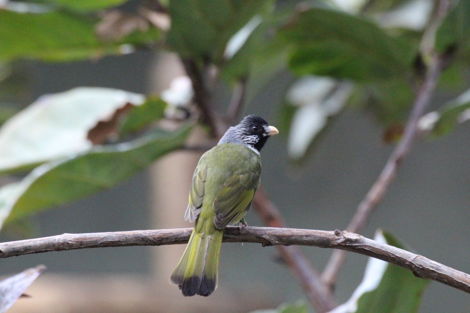 Collared Finchbill