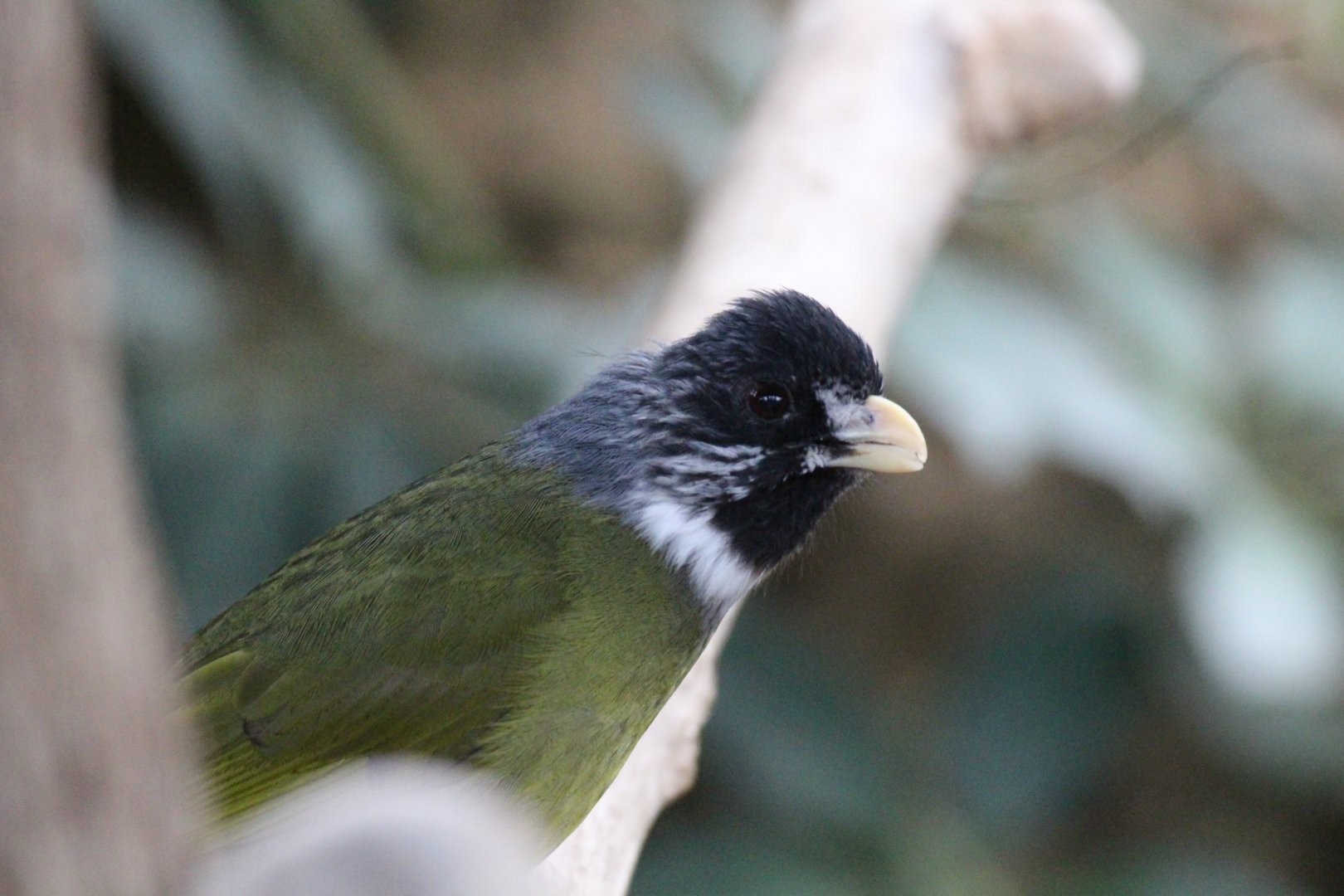 Collared Finchbill
