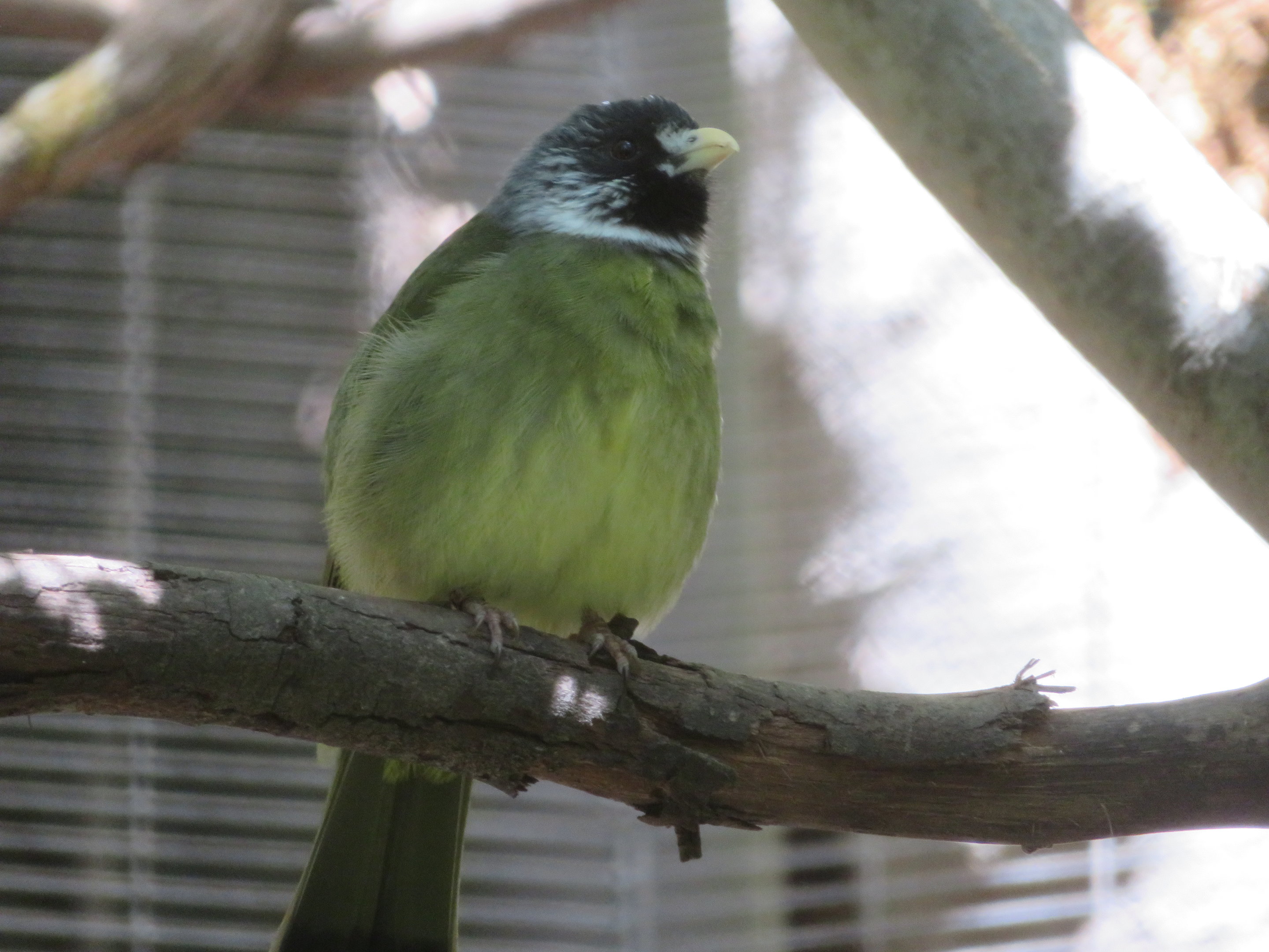 Collared Finchbill