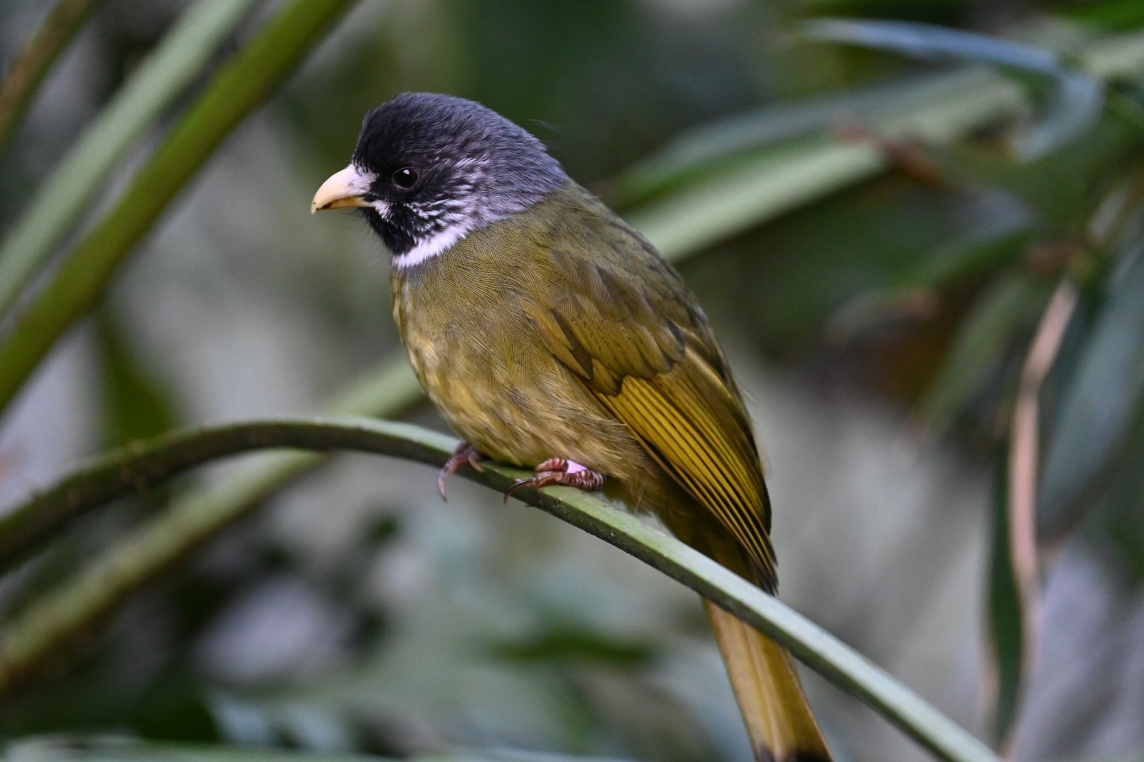 Collared Finchbill