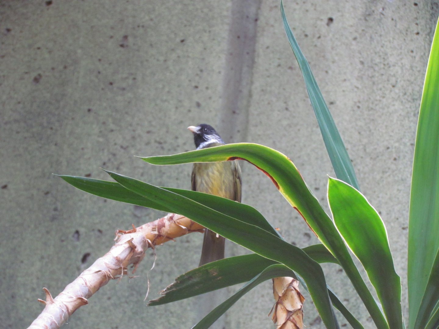 Collared Finchbill