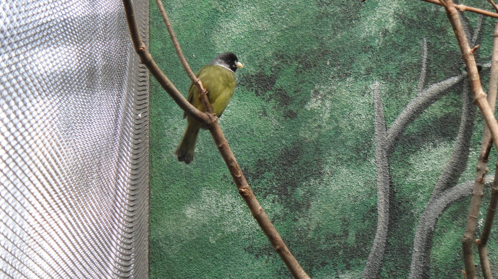 Collared finchbilled bulbul at Philadelphia zoo 2015-03-08