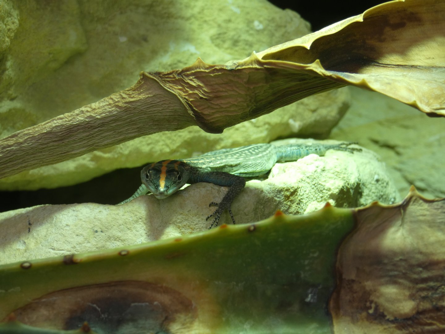 Collared flat lizard