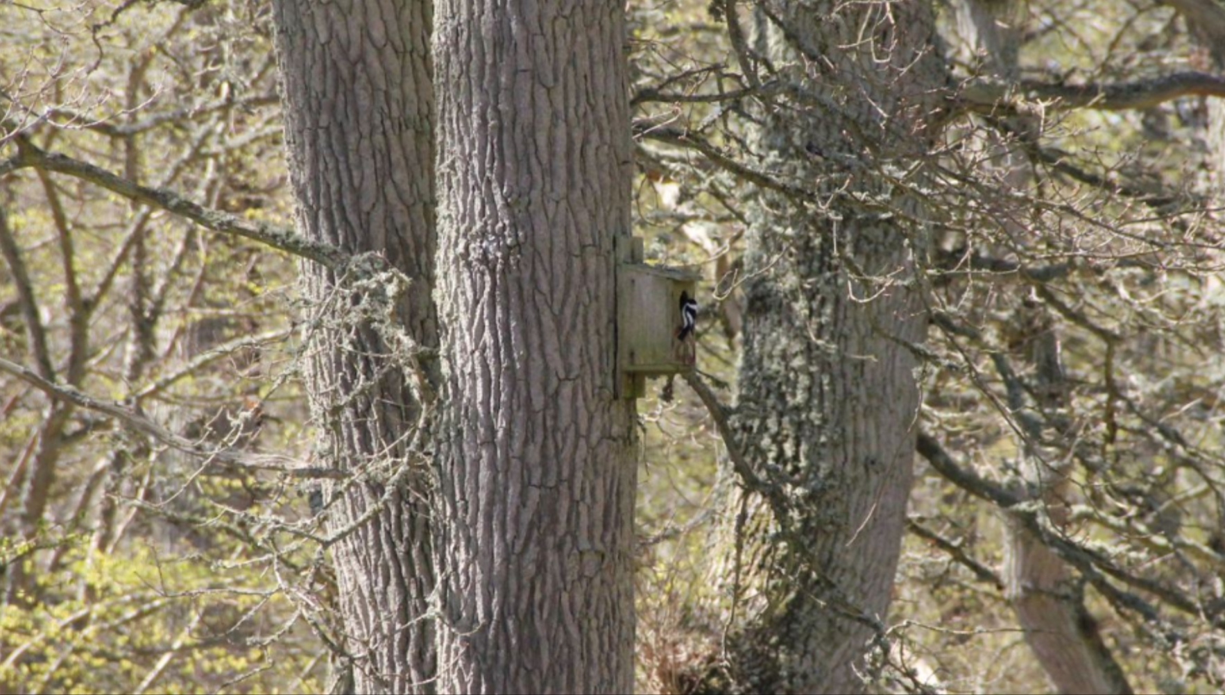 Collared flycatcher - Ficedula albicollis