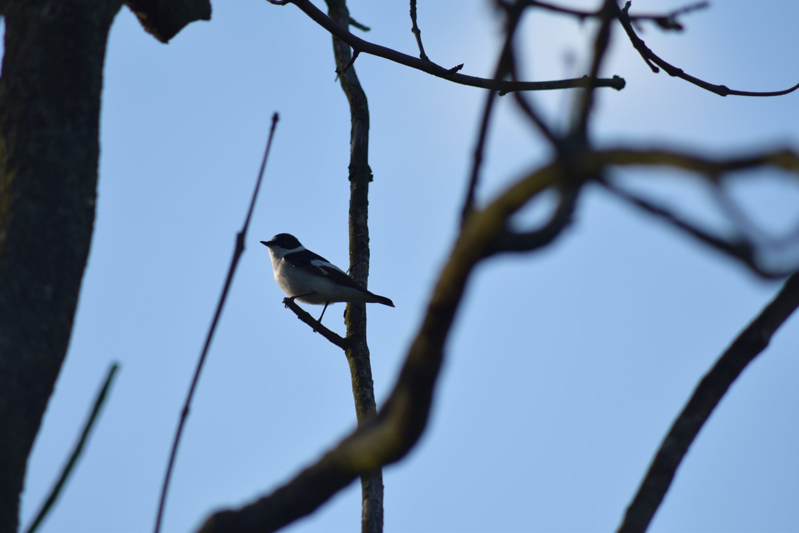 Collared flycatcher