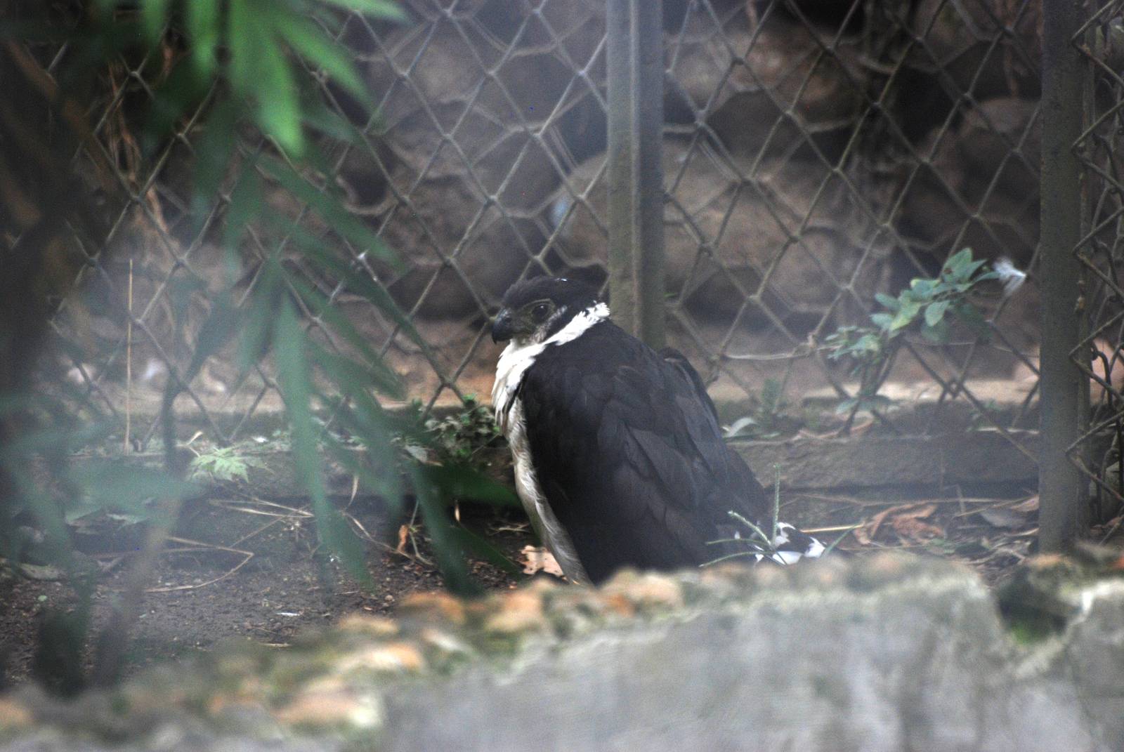 Collared Forest-Falcon at Zoo Simon Bolivar, 12/04/14