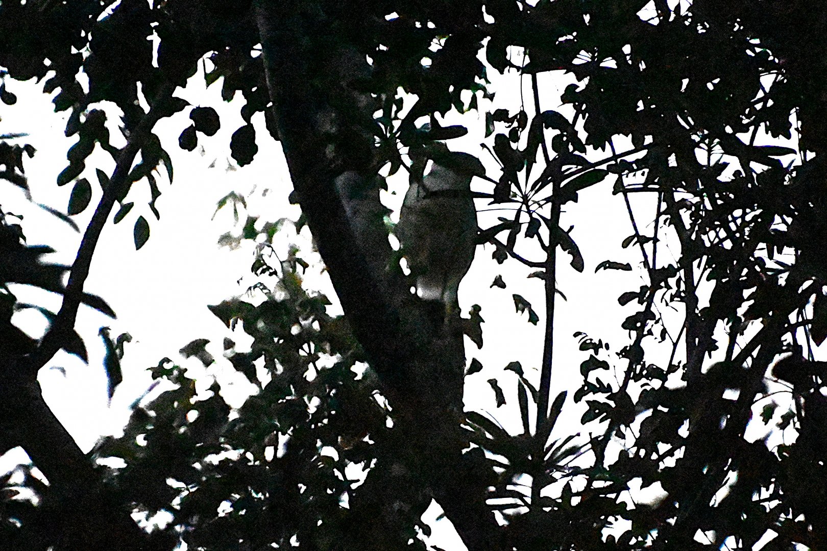 Collared forest falcon (Micrastur semitorquatus)