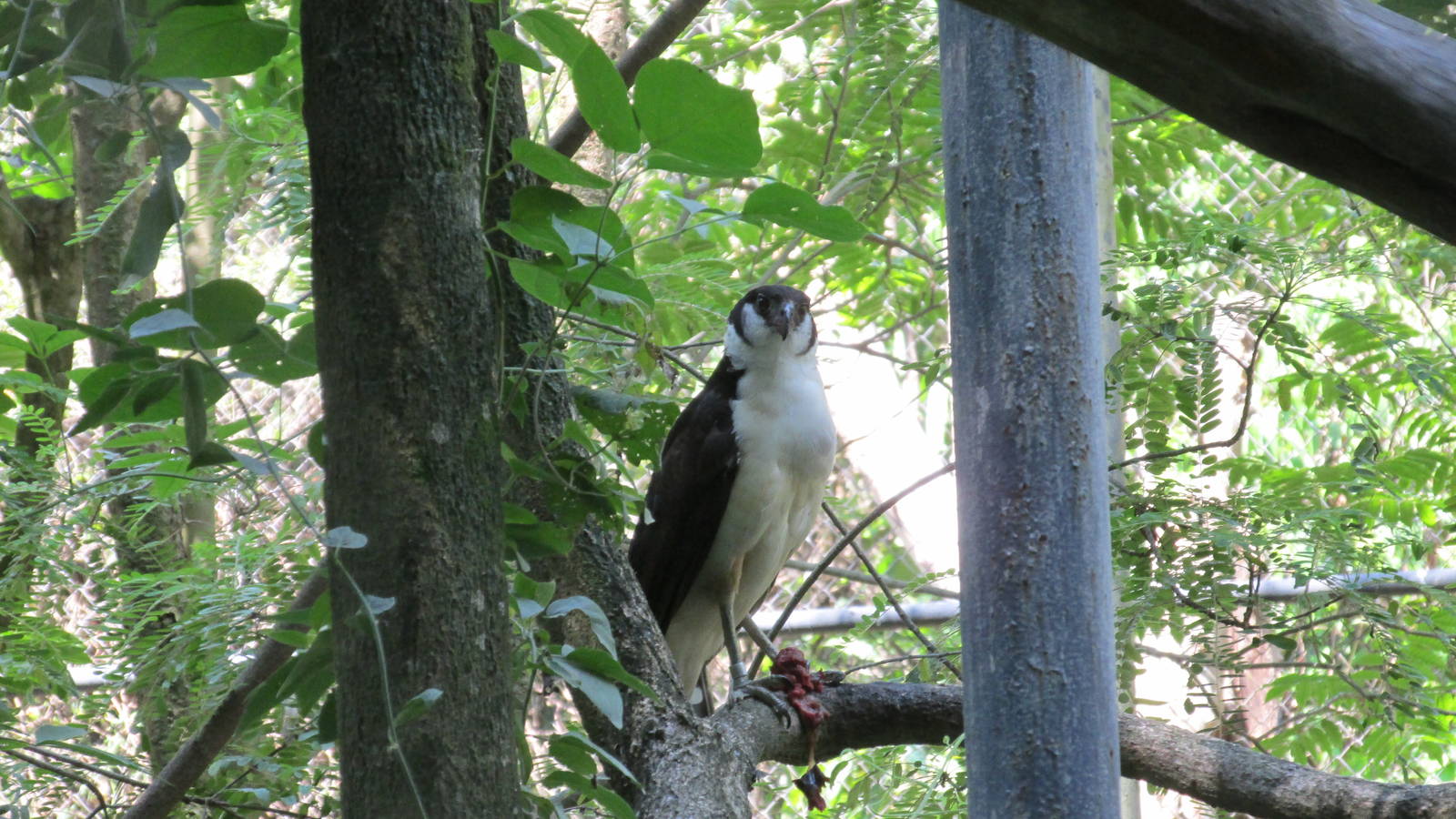 collared forest falcon  zoomat