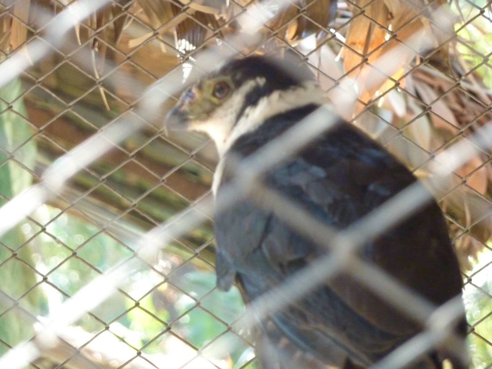 Collared forest falcon