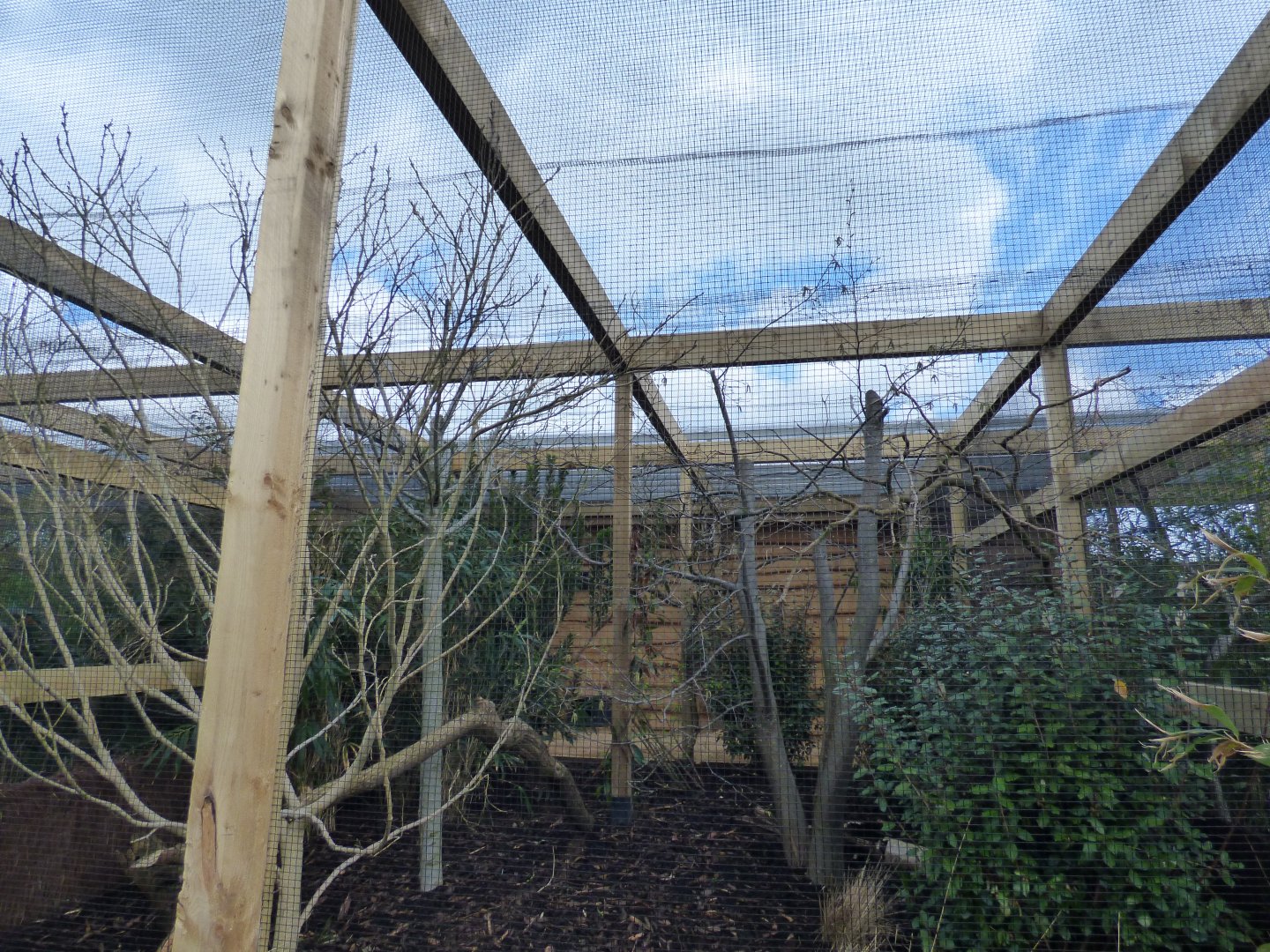 Collared Grosbeak and Reeves' Phesant Enclosure