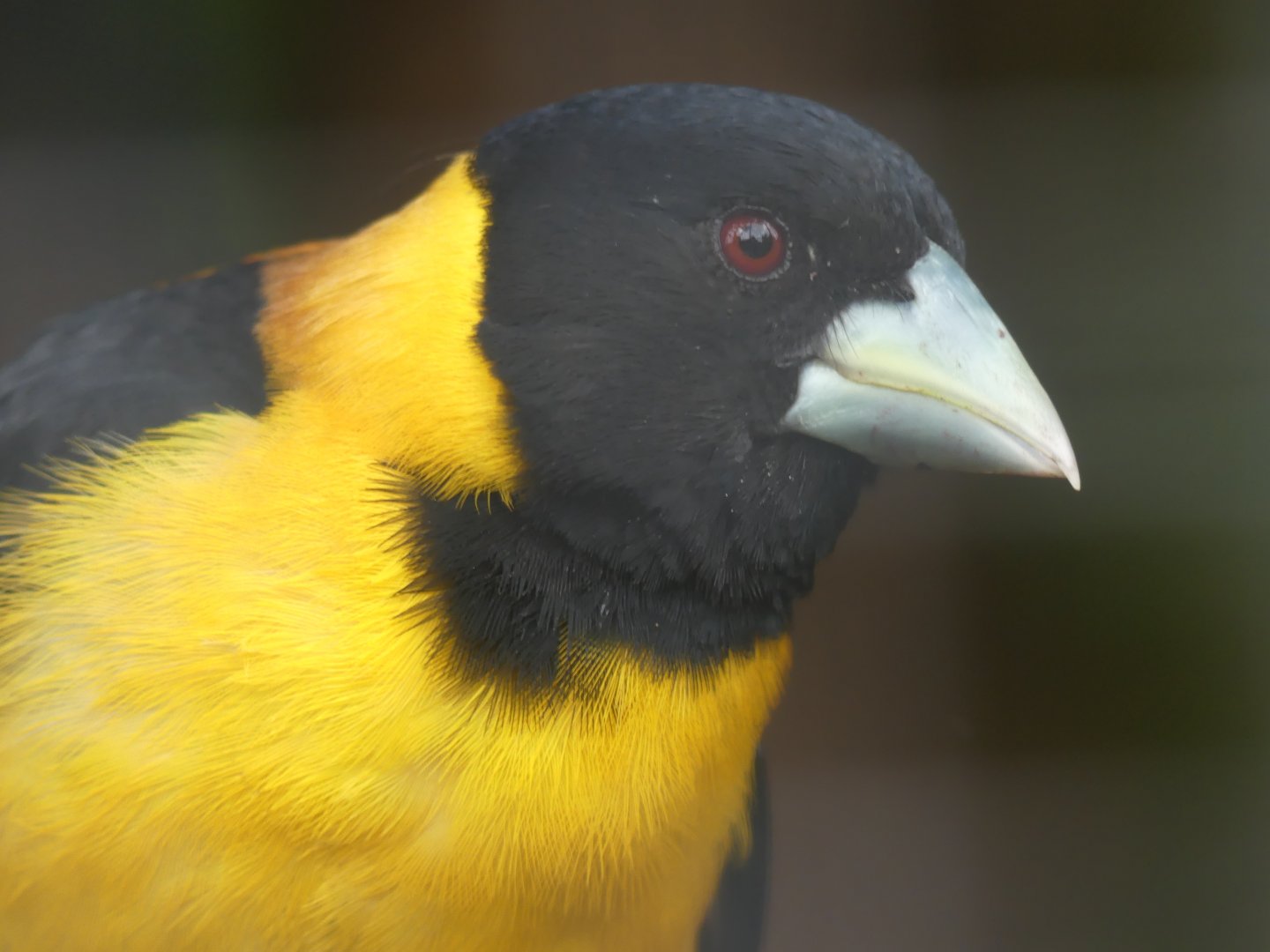 Collared Grosbeak - Chester Zoo - 25.06.24