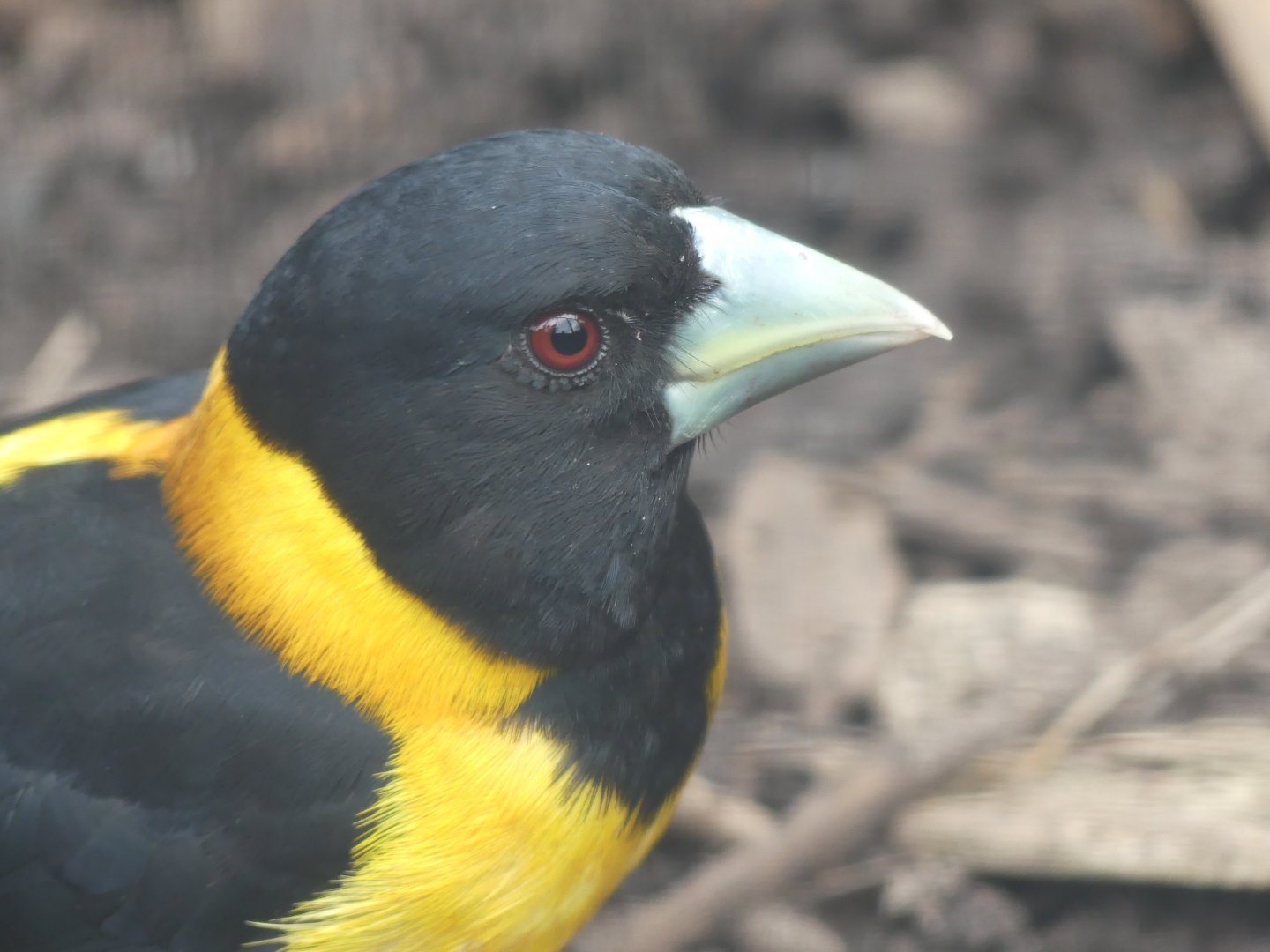 Collared Grosbeak - Chester Zoo - 25.06.24