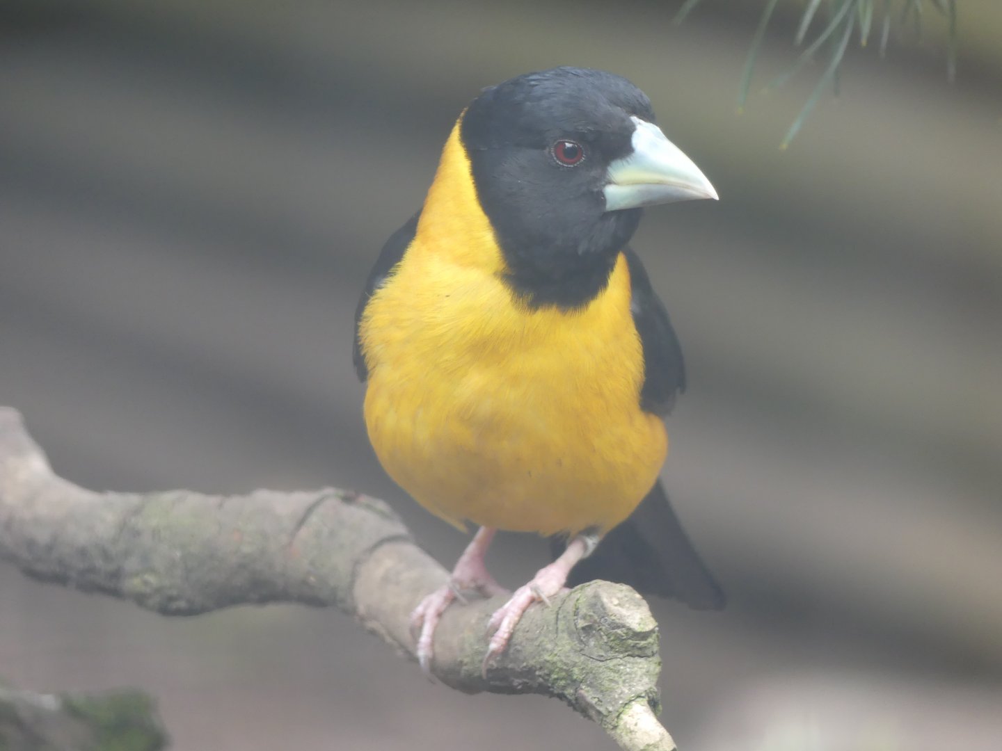Collared Grosbeak - Chester Zoo - 25.06.24