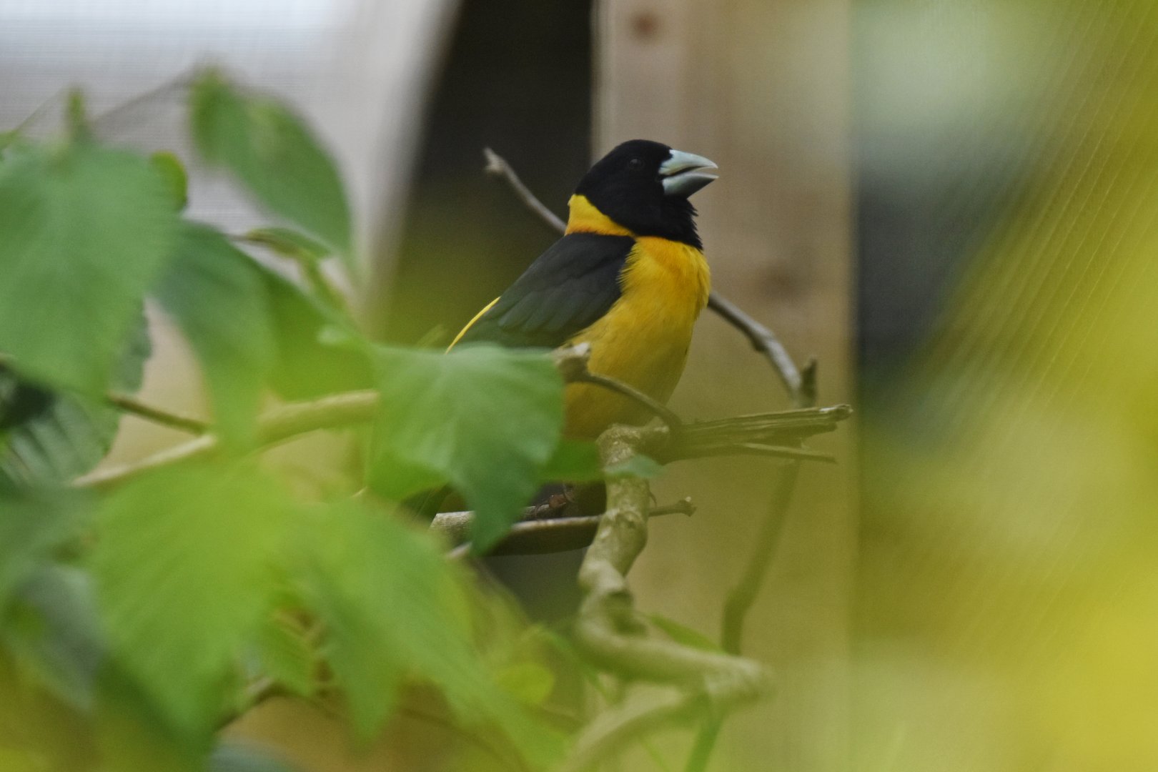 Collared Grosbeak Mycerobas affinis