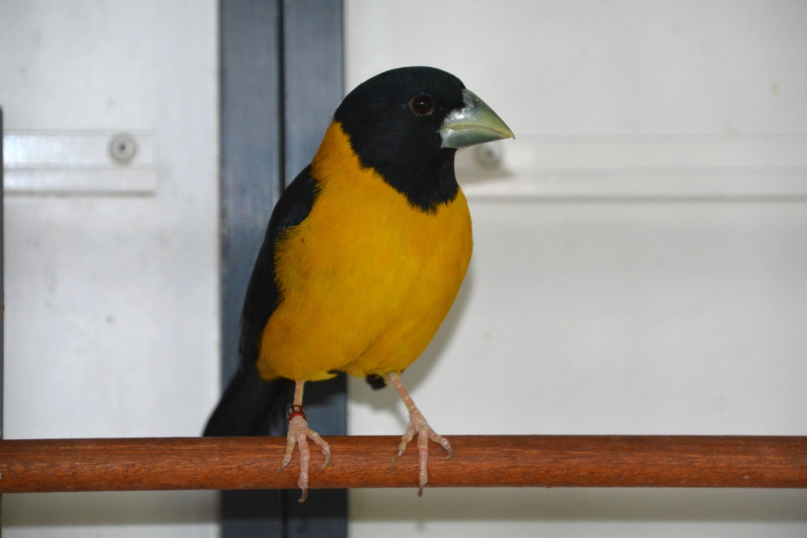 Collared grosbeak (Mycerobas affinis)