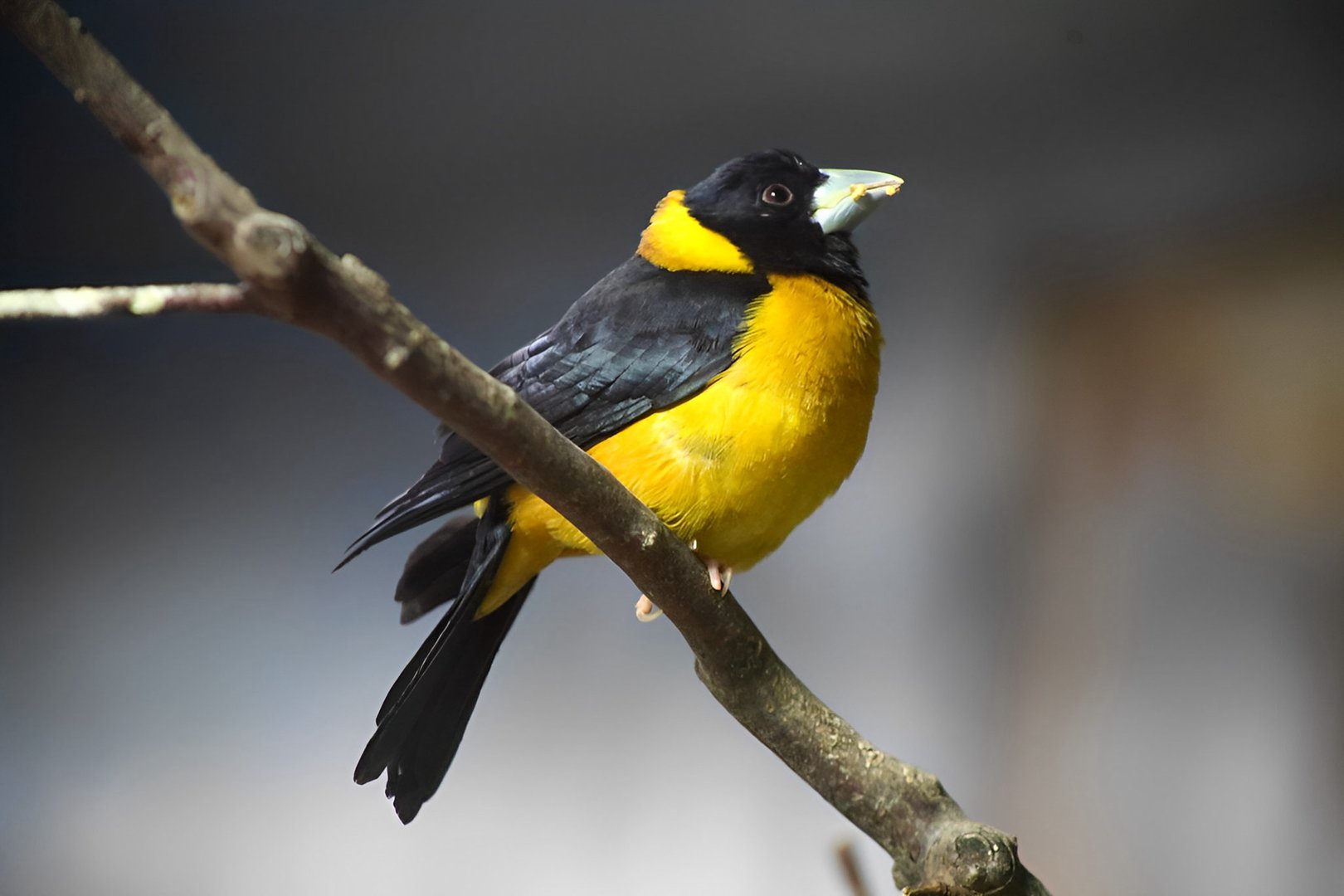 Collared Grosbeak (Mycerobas affinis)