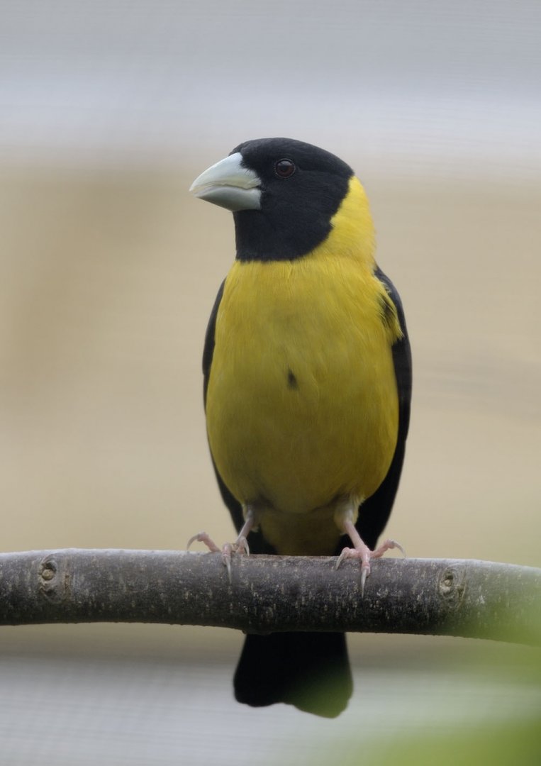 Collared grosbeak