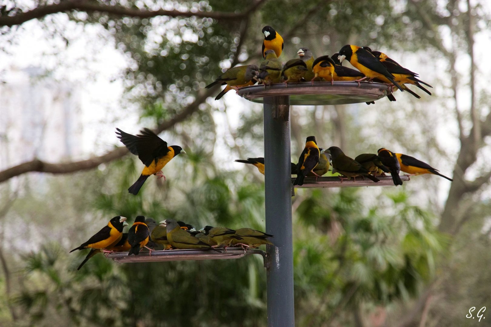 Collared grosbeaks