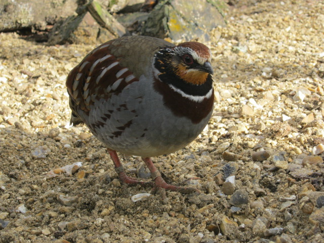Collared Hill Partridge 2015.