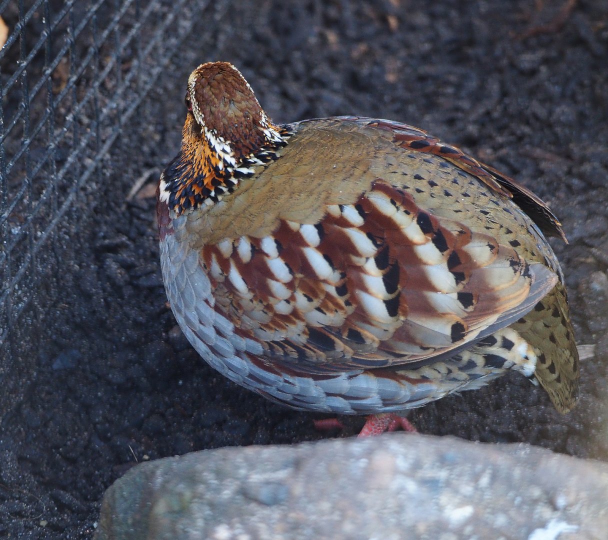 Collared hill partridge (Arborophila gingica), 2019-12-30