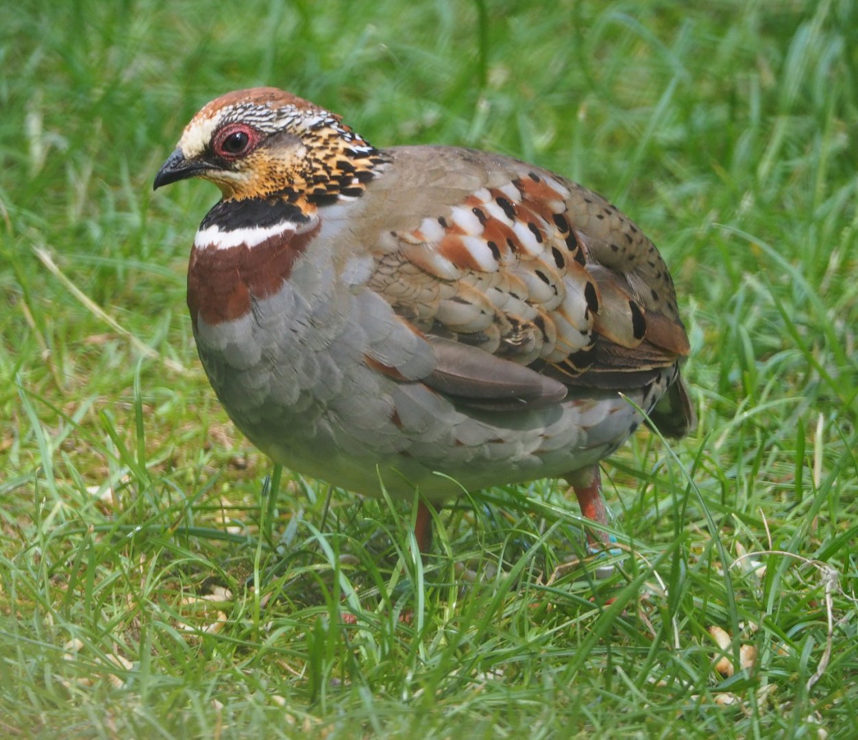 Collared hill partridge (Arborophila gingica), 2020-06-12