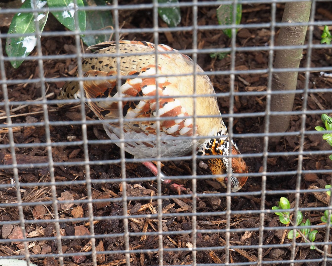 Collared hill partridge (Arborophila gingica), 2022-03-16