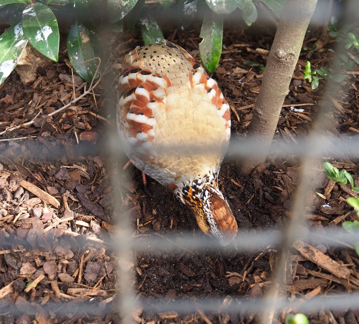 Collared hill partridge (Arborophila gingica), 2022-03-16