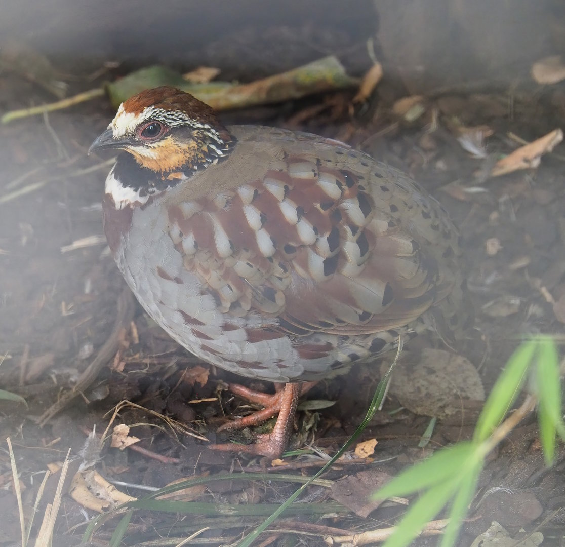Collared hill partridge (Arborophila gingica), 2022-08-16