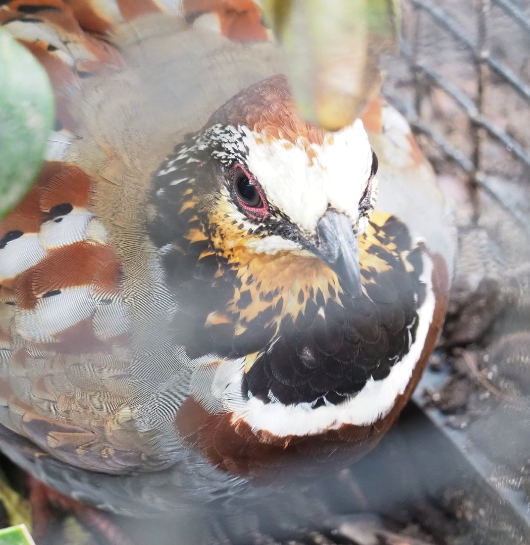 Collared hill partridge (Arborophila gingica), 2023-04-08