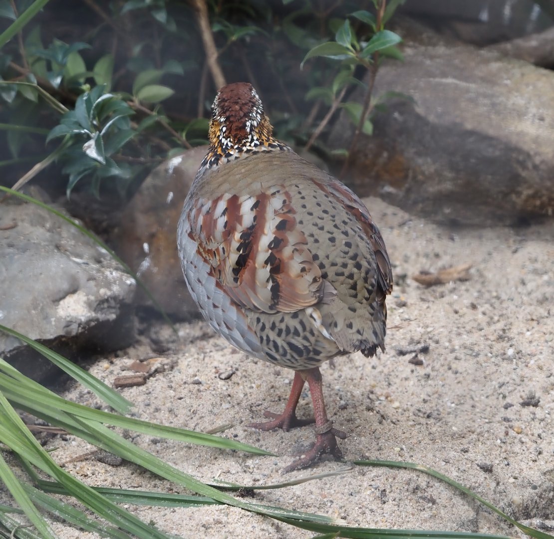 Collared hill partridge (Arborophila gingica), 2024-03-09