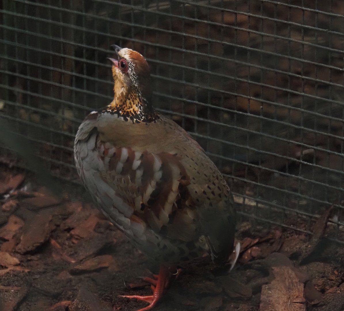 Collared hill partridge (Arborophila gingica), 2024-05-22