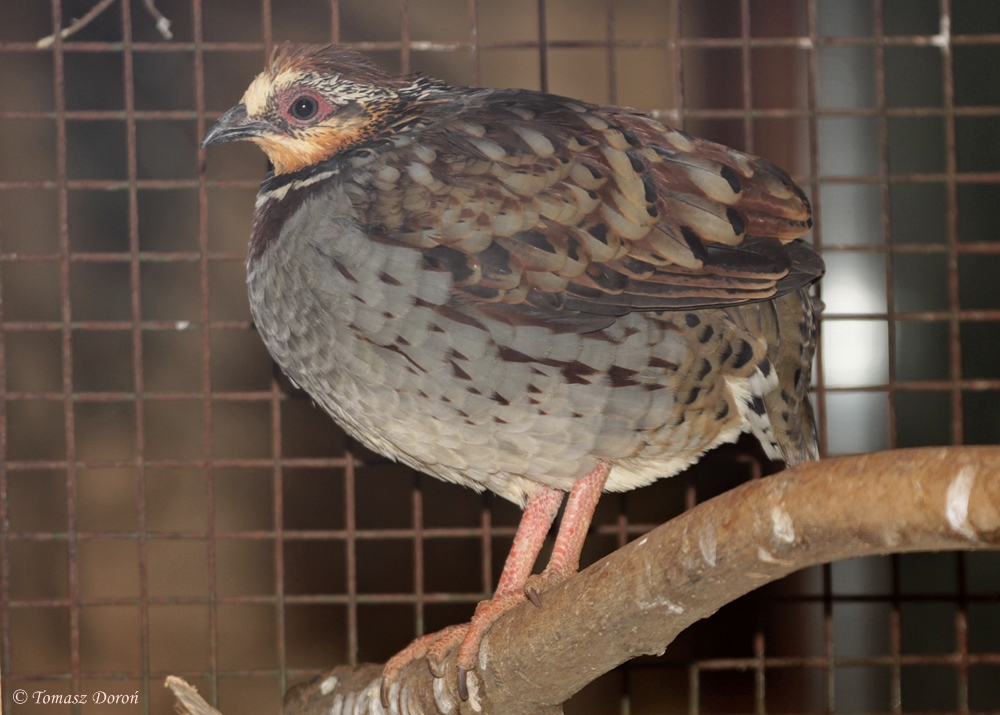 Collared Hill-partridge (Arborophila gingica)