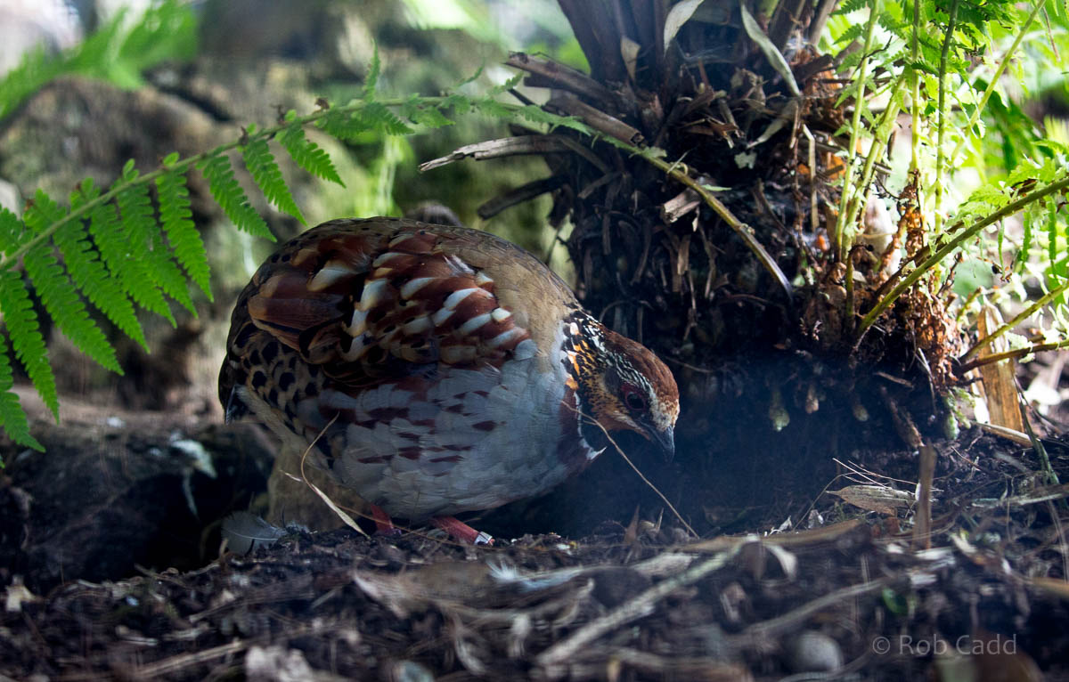 Collared hill-partridge : Waddesdon : 03 Oct 2015