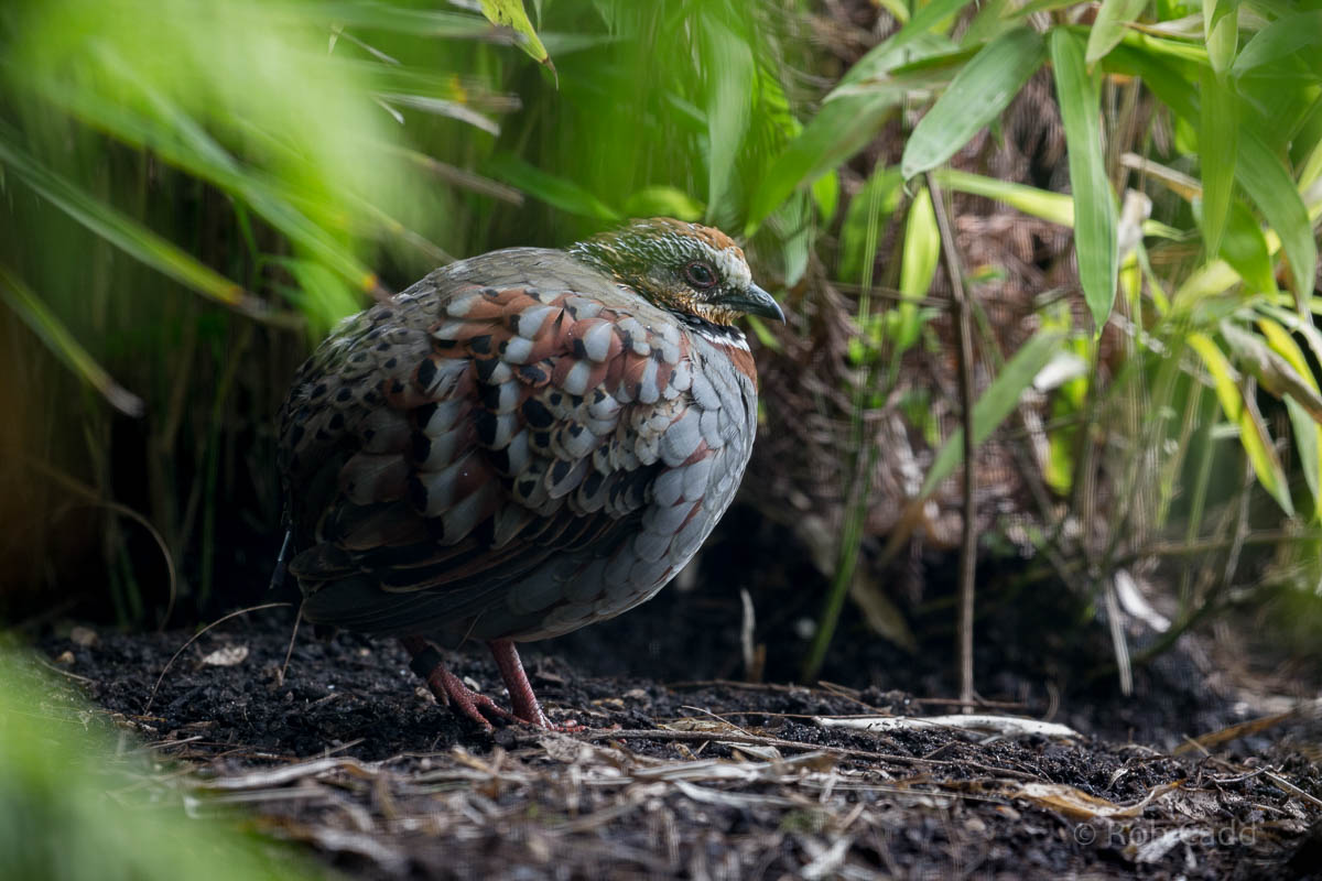 Collared hill-partridge : Waddesdon : 09 Oct 2015