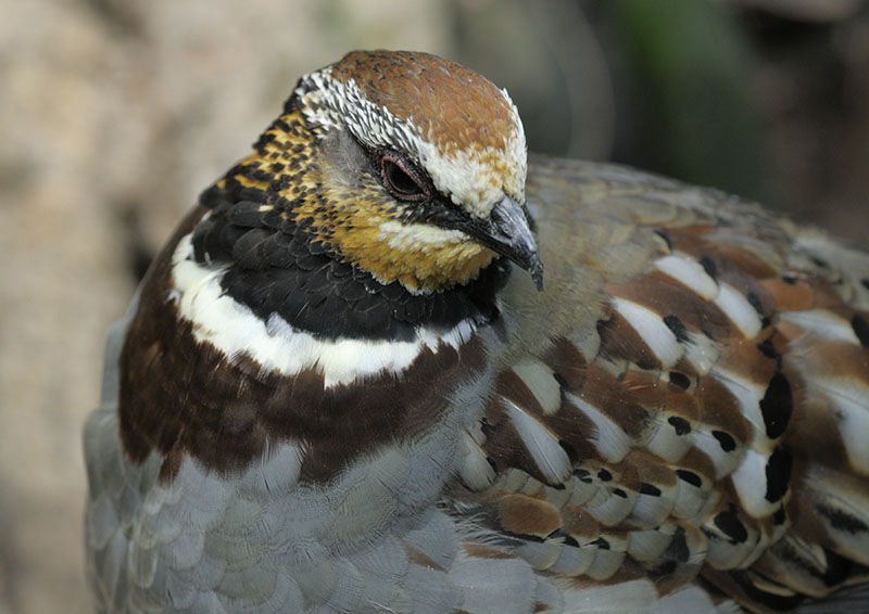 Collared hill partridge