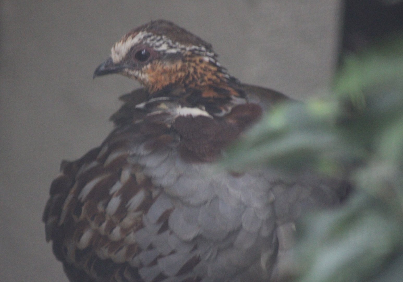 Collared hill-partridge