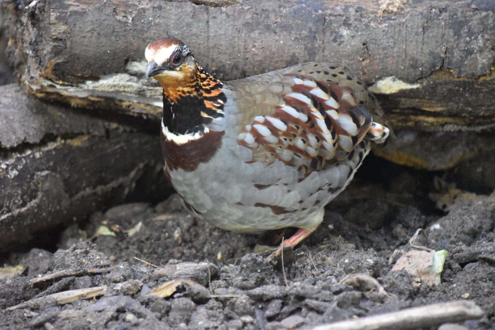 Collared hill-partridge