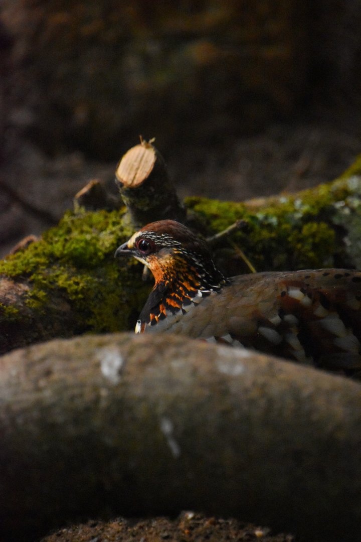 Collared hill-partridge