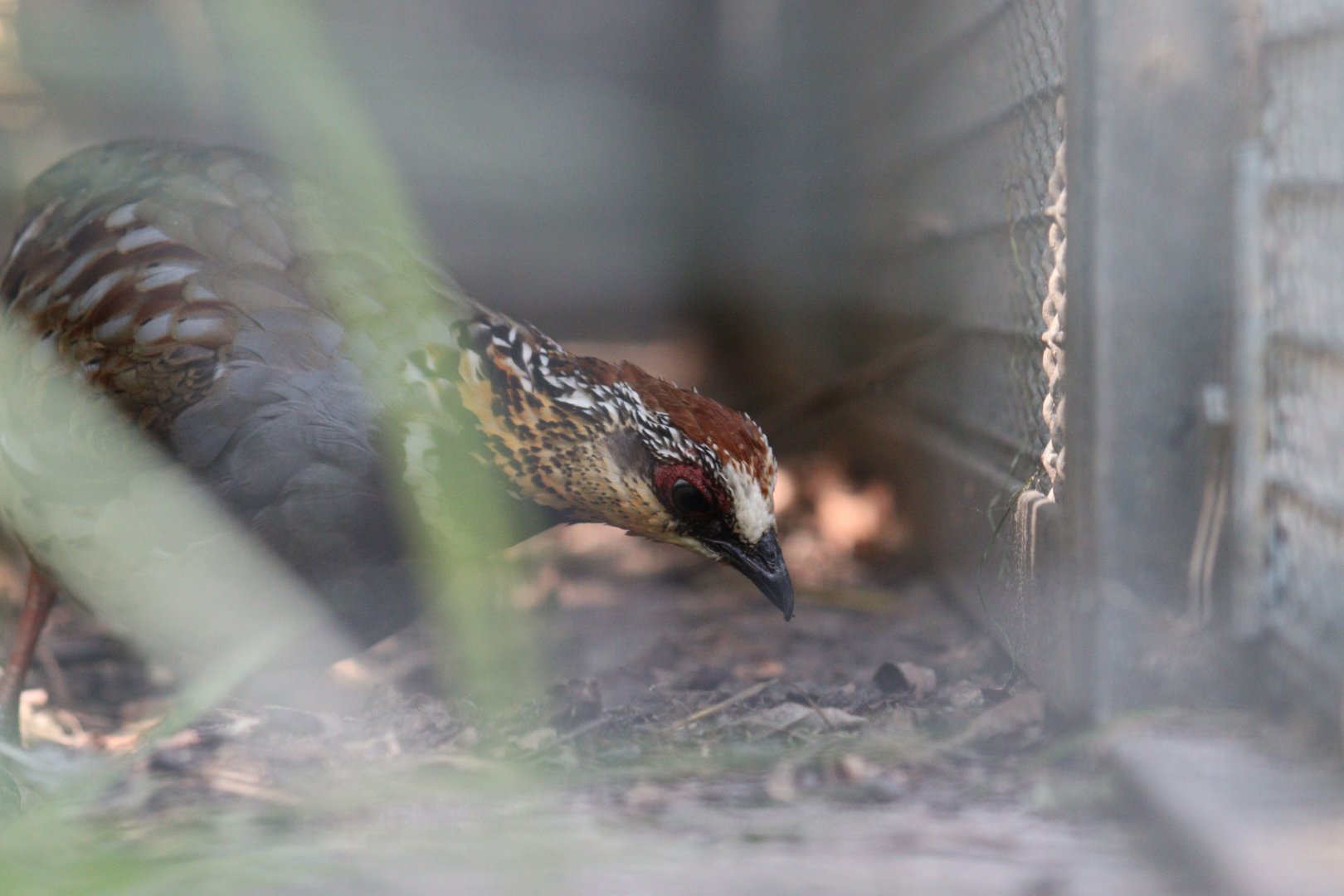 Collared hill-partridge