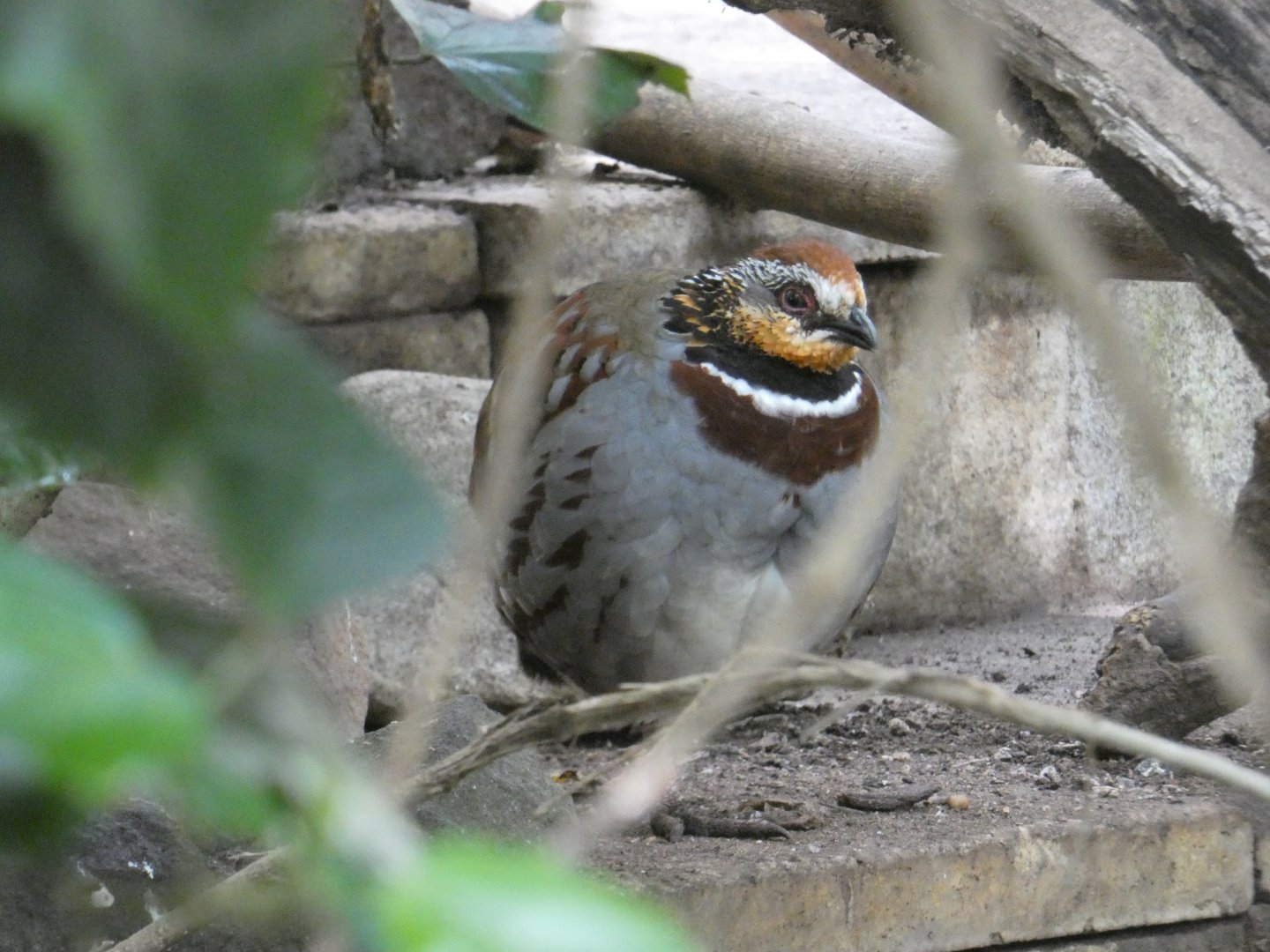 Collared hill partridge