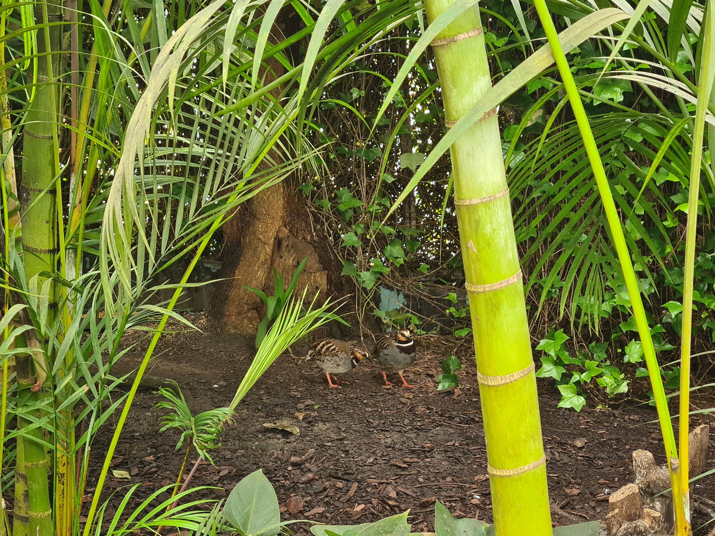 Collared hill partridges in "Amazon" hall