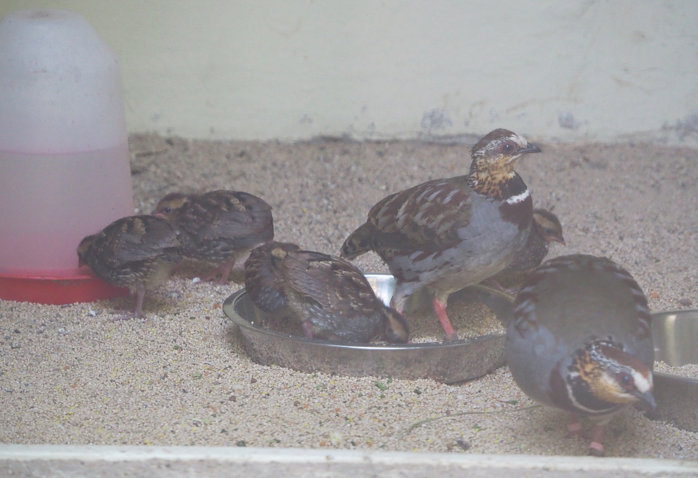 Collared hill partridges with chicks (Arborophila gingica), 2020-06-28