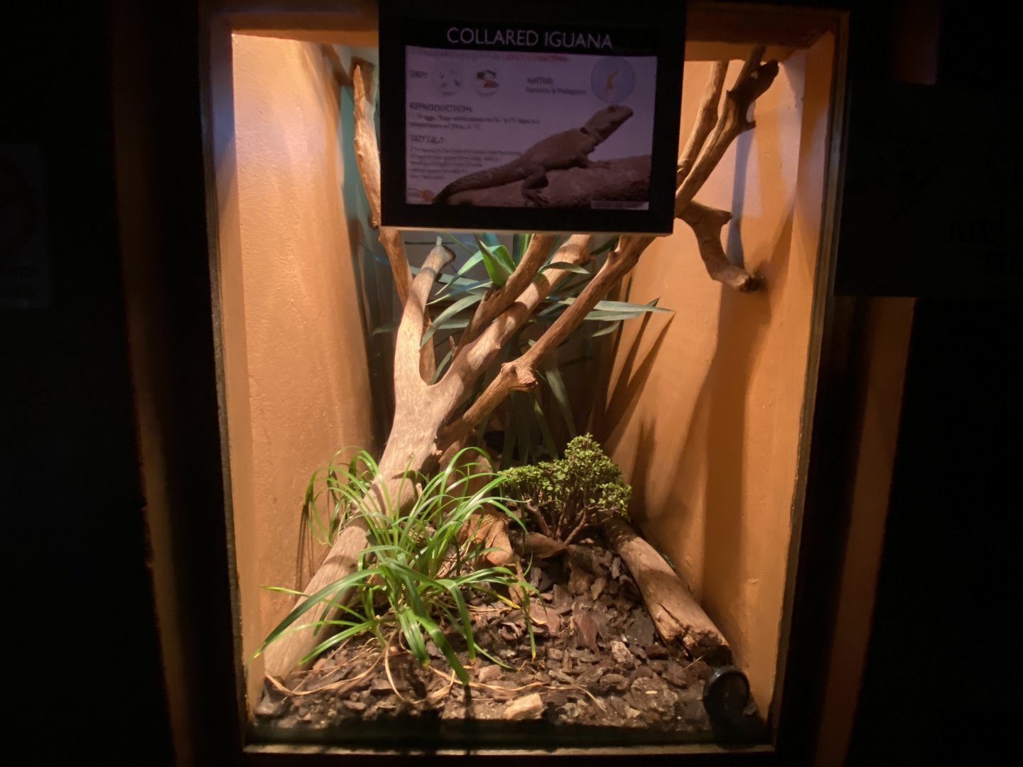 Collared iguana exhibit
