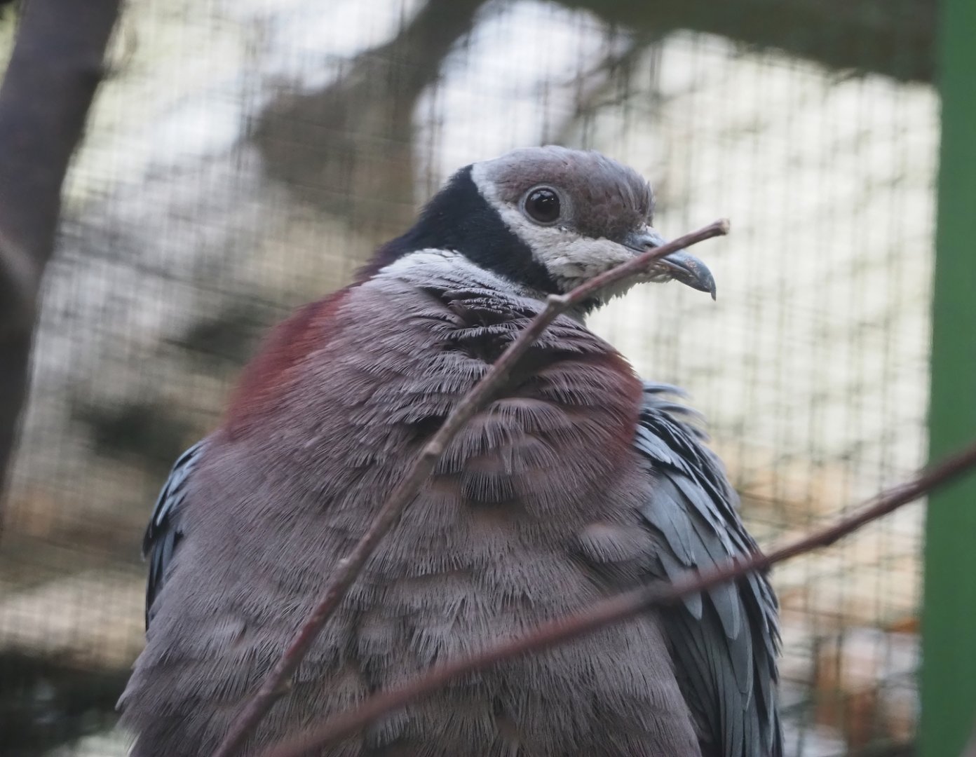 Collared imperial pigeon (Ducula mullerii), 2024-05-22